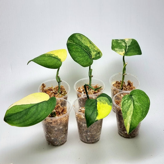 Scindapsus Jade Satin Aurea Variegated, Rooted Cutting