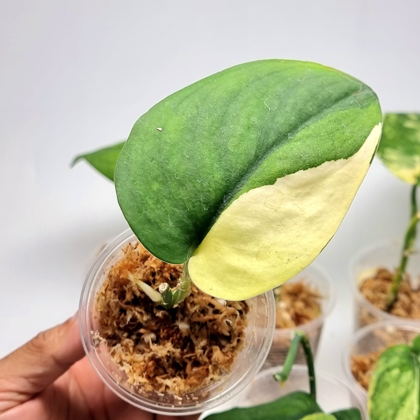 Scindapsus Jade Satin Aurea Variegated, Rooted Cutting