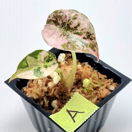 Alocasia cuprea True Pink Variegated