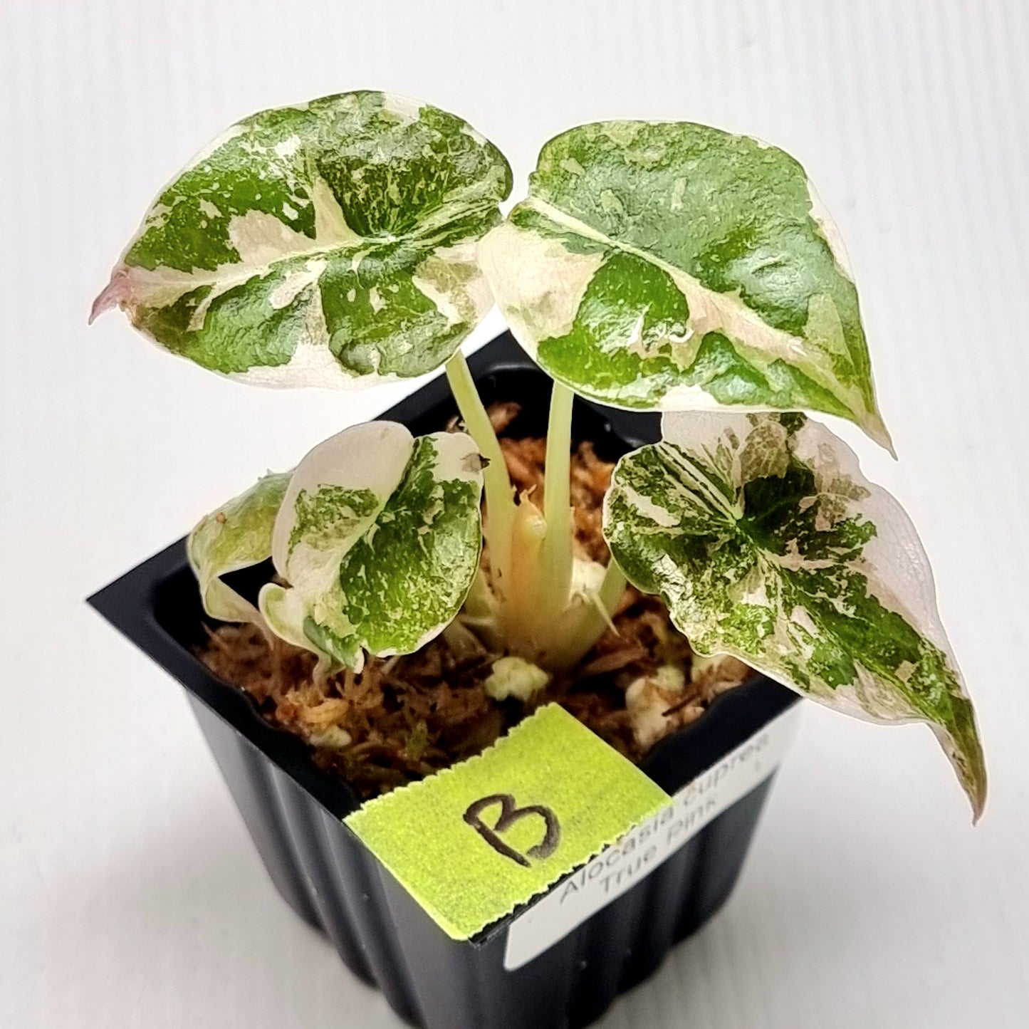 Alocasia cuprea True Pink Variegated