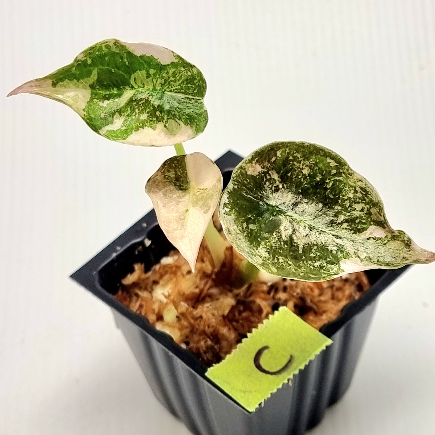 Alocasia cuprea True Pink Variegated