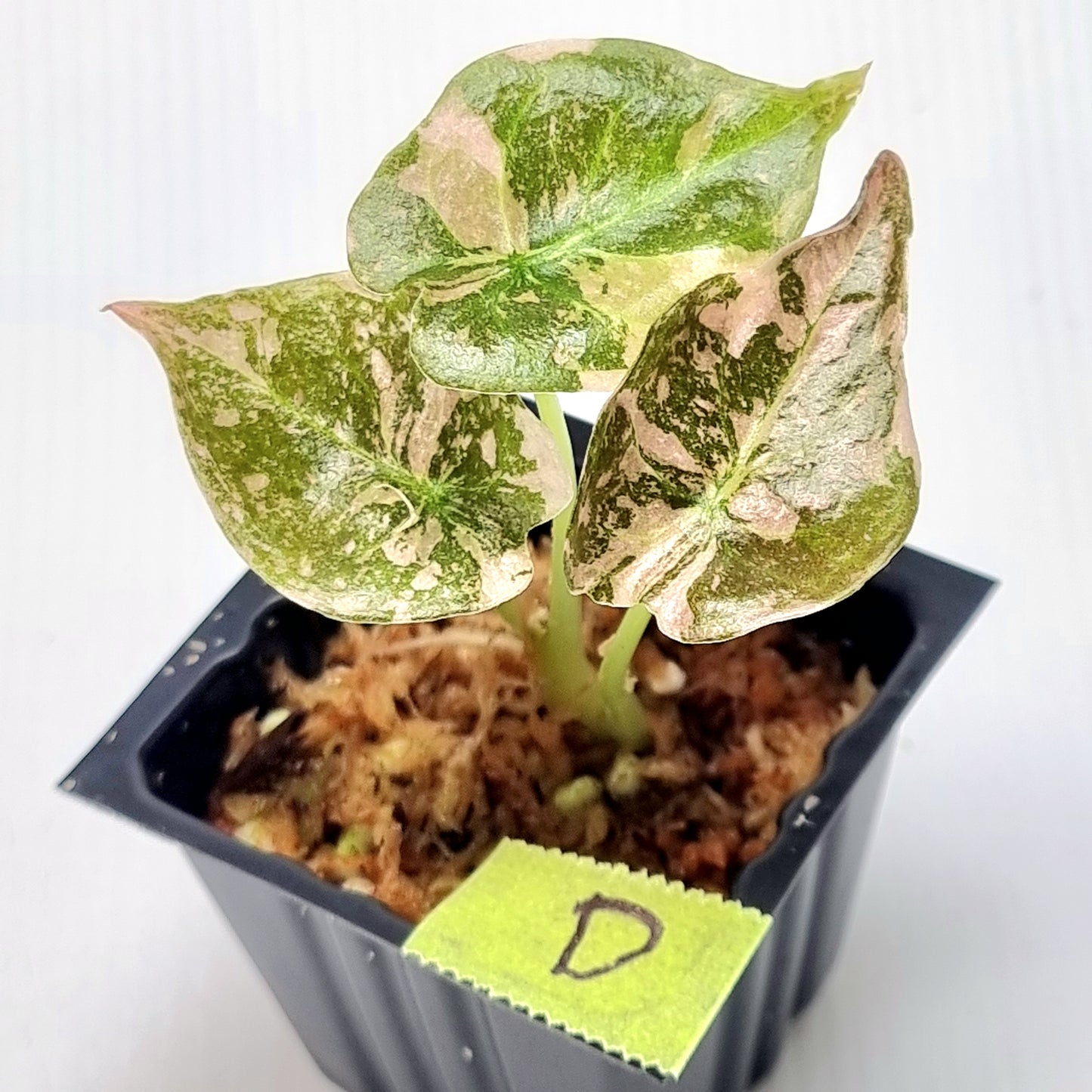 Alocasia cuprea True Pink Variegated