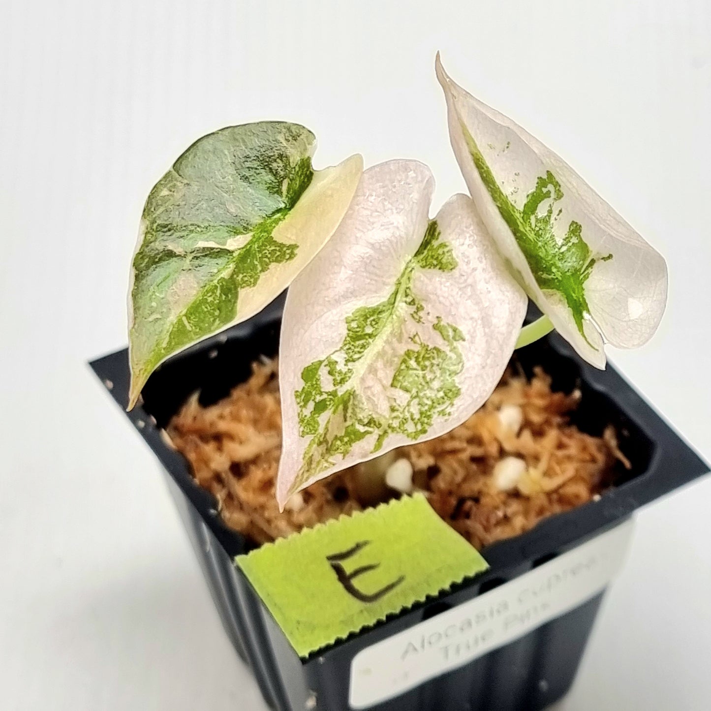 Alocasia cuprea True Pink Variegated