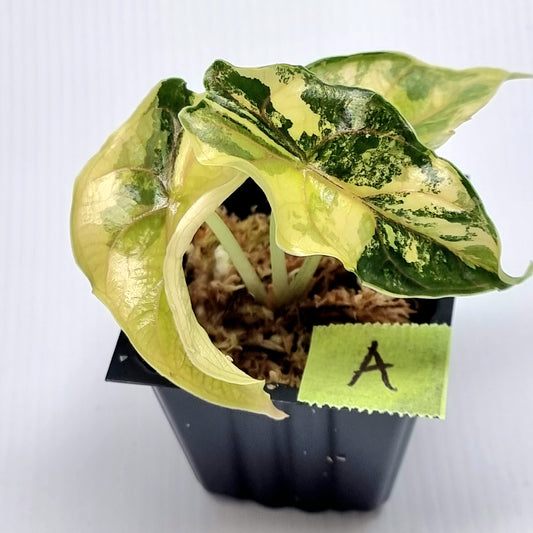 Alocasia azlanii Aurea Variegated