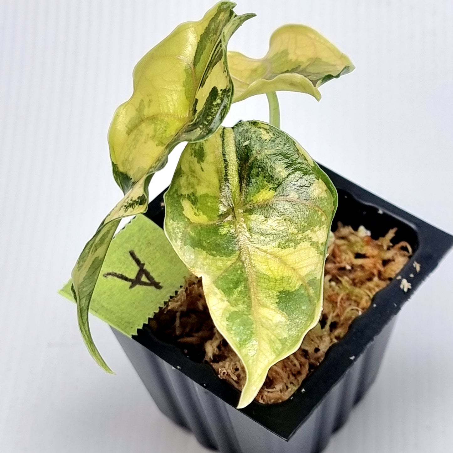 Alocasia azlanii Aurea Variegated