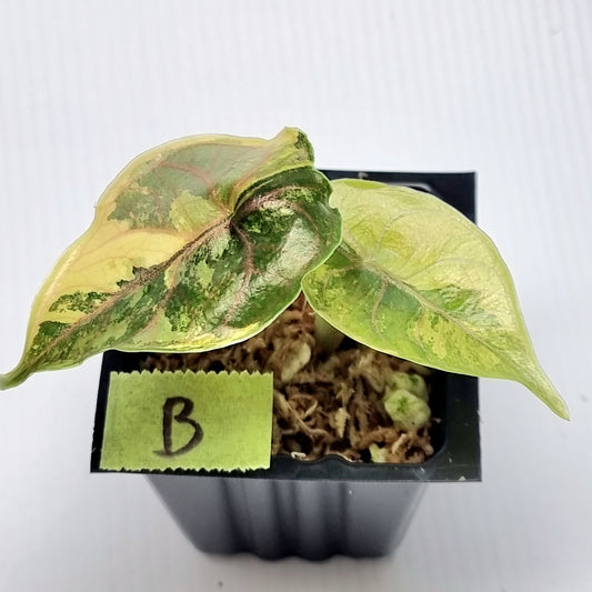 Alocasia azlanii Aurea Variegated