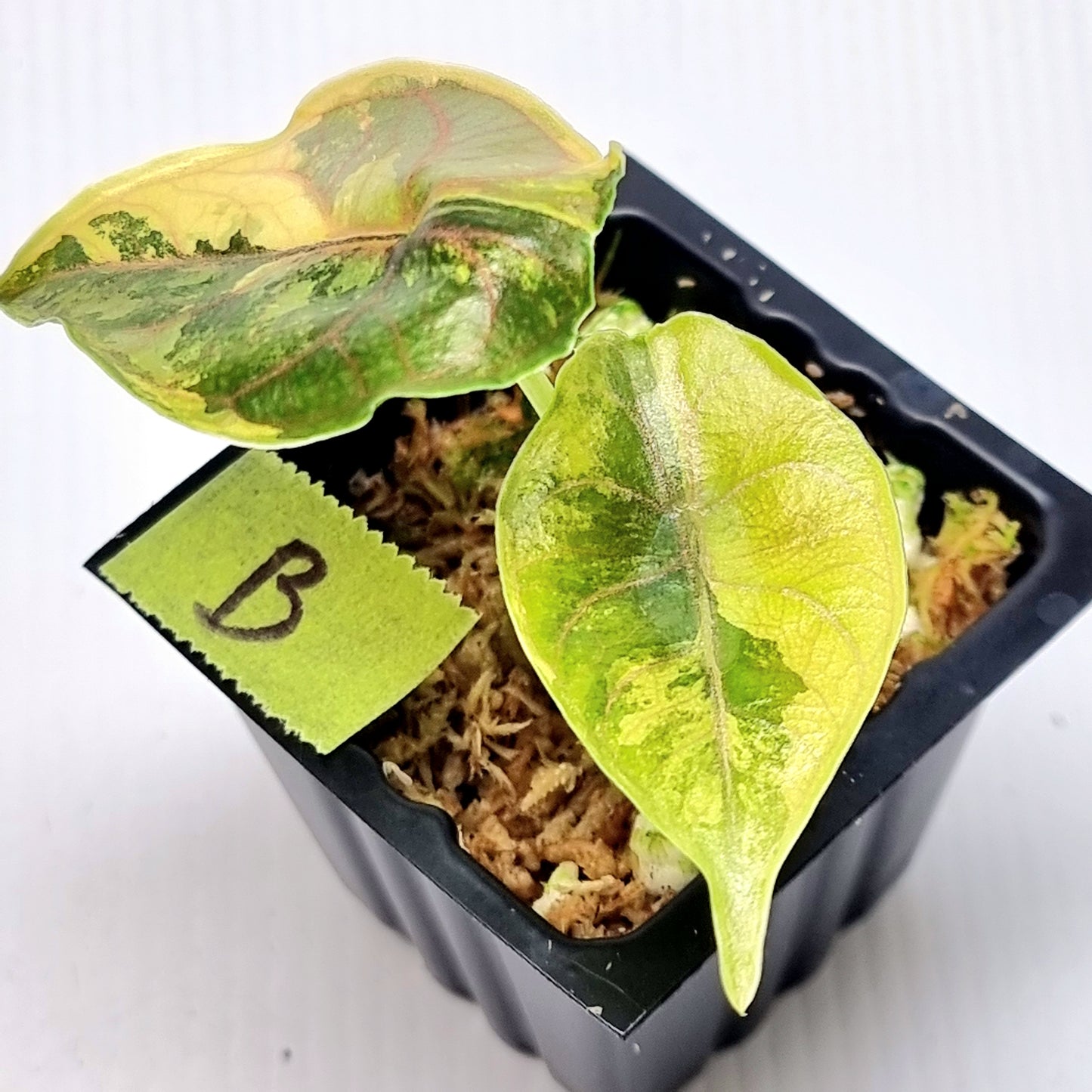 Alocasia azlanii Aurea Variegated