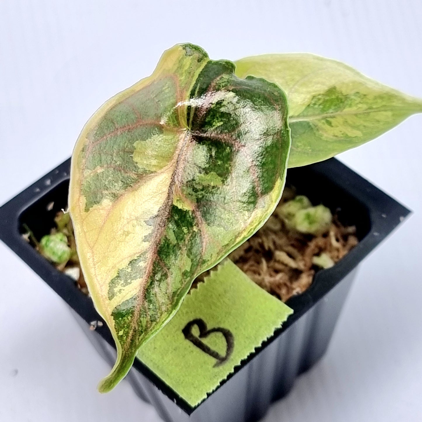 Alocasia azlanii Aurea Variegated