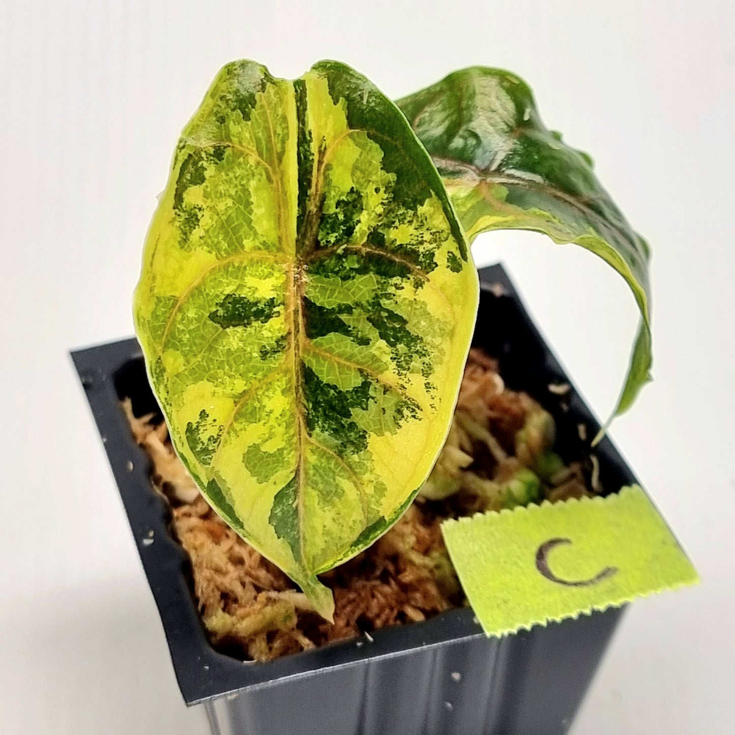 Alocasia azlanii Aurea Variegated