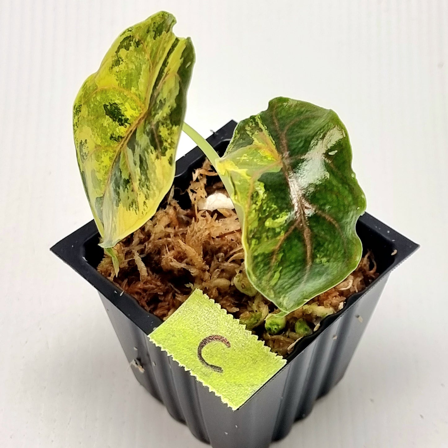 Alocasia azlanii Aurea Variegated