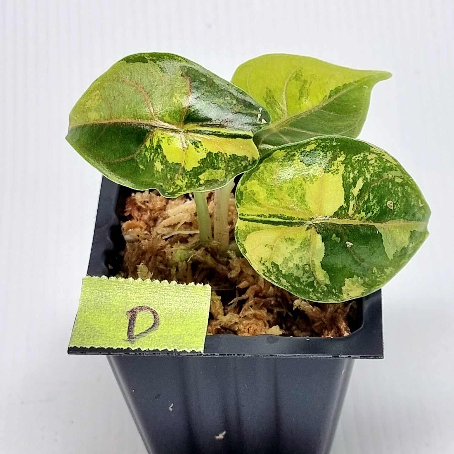 Alocasia azlanii Aurea Variegated