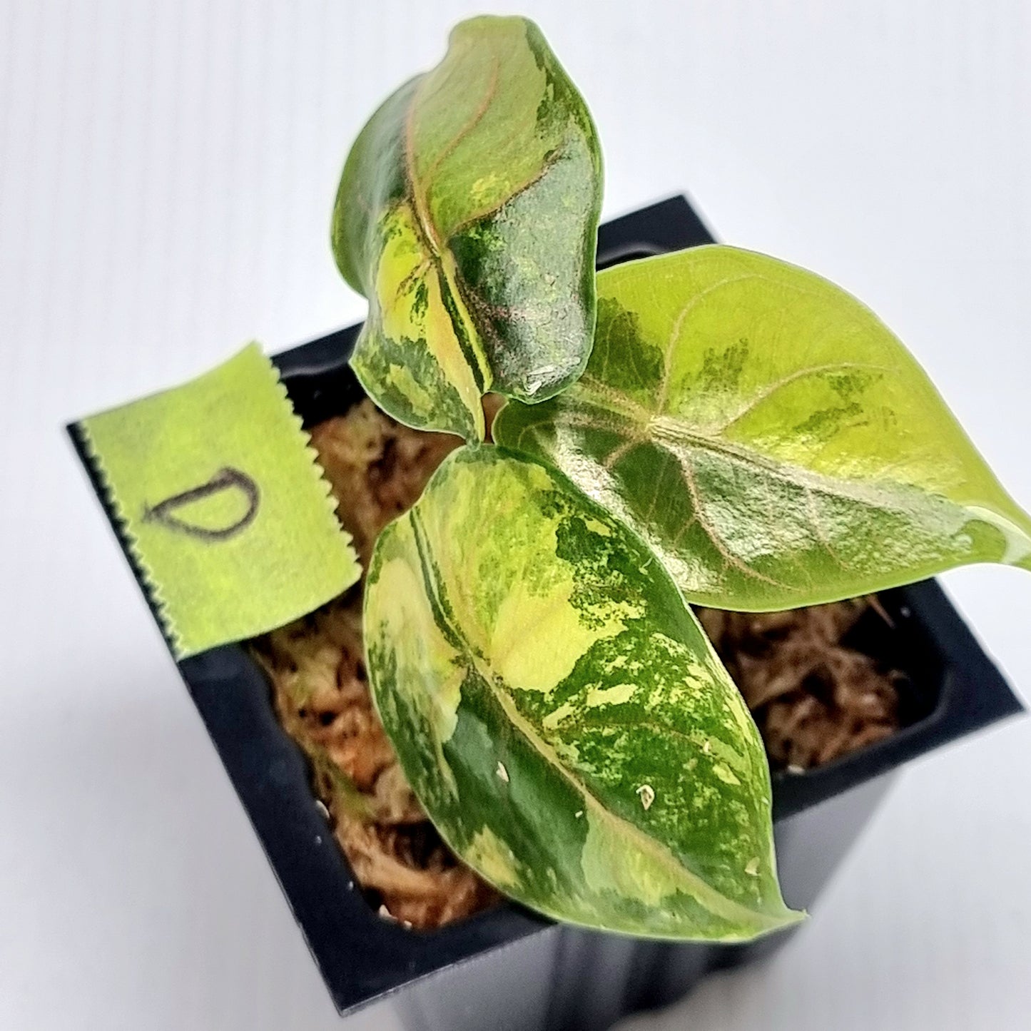 Alocasia azlanii Aurea Variegated