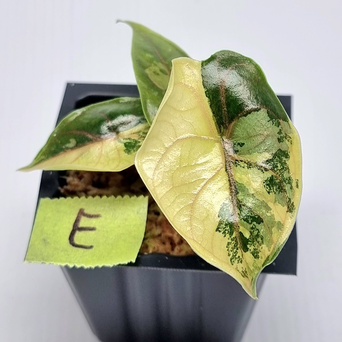 Alocasia azlanii Aurea Variegated