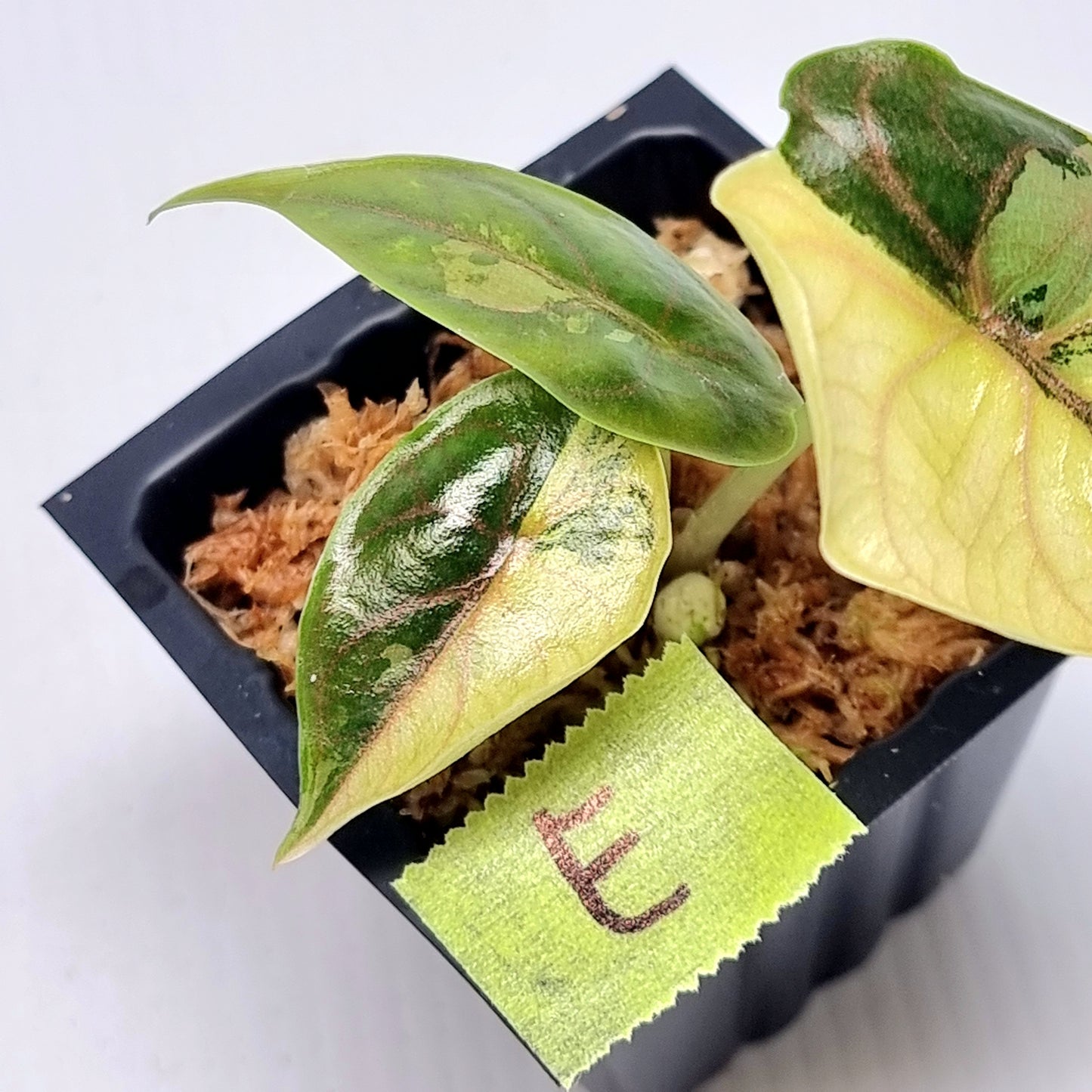 Alocasia azlanii Aurea Variegated