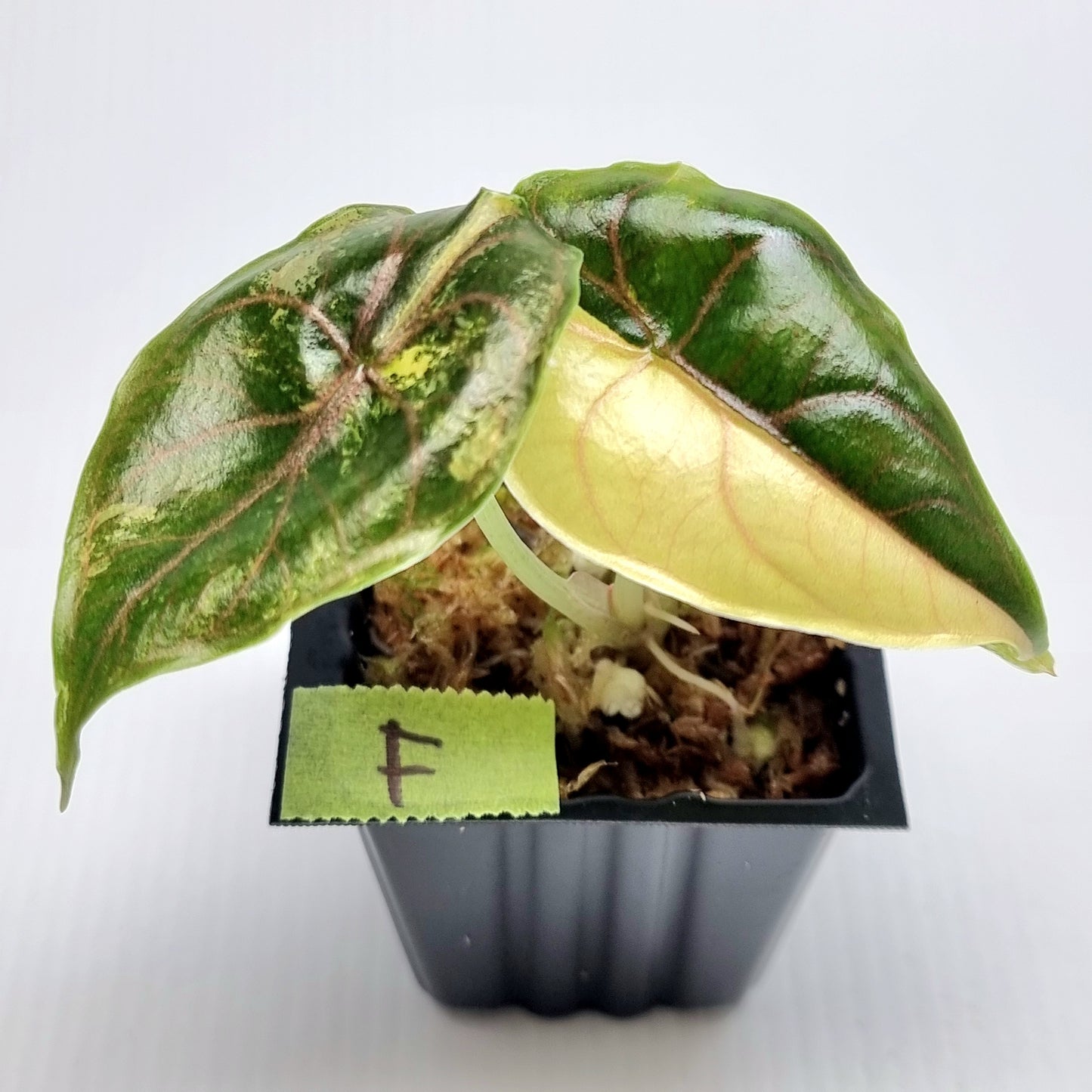 Alocasia azlanii Aurea Variegated