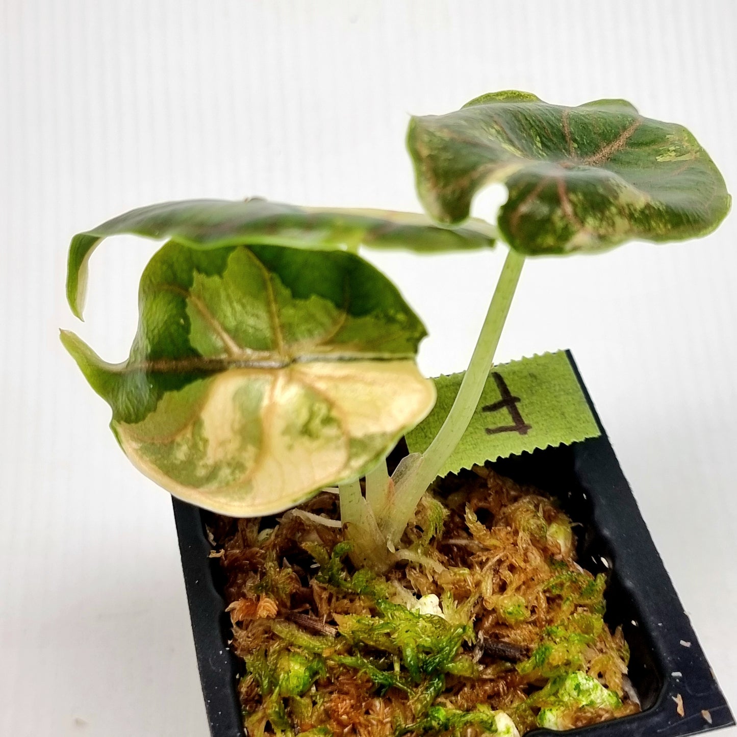 Alocasia azlanii Aurea Variegated