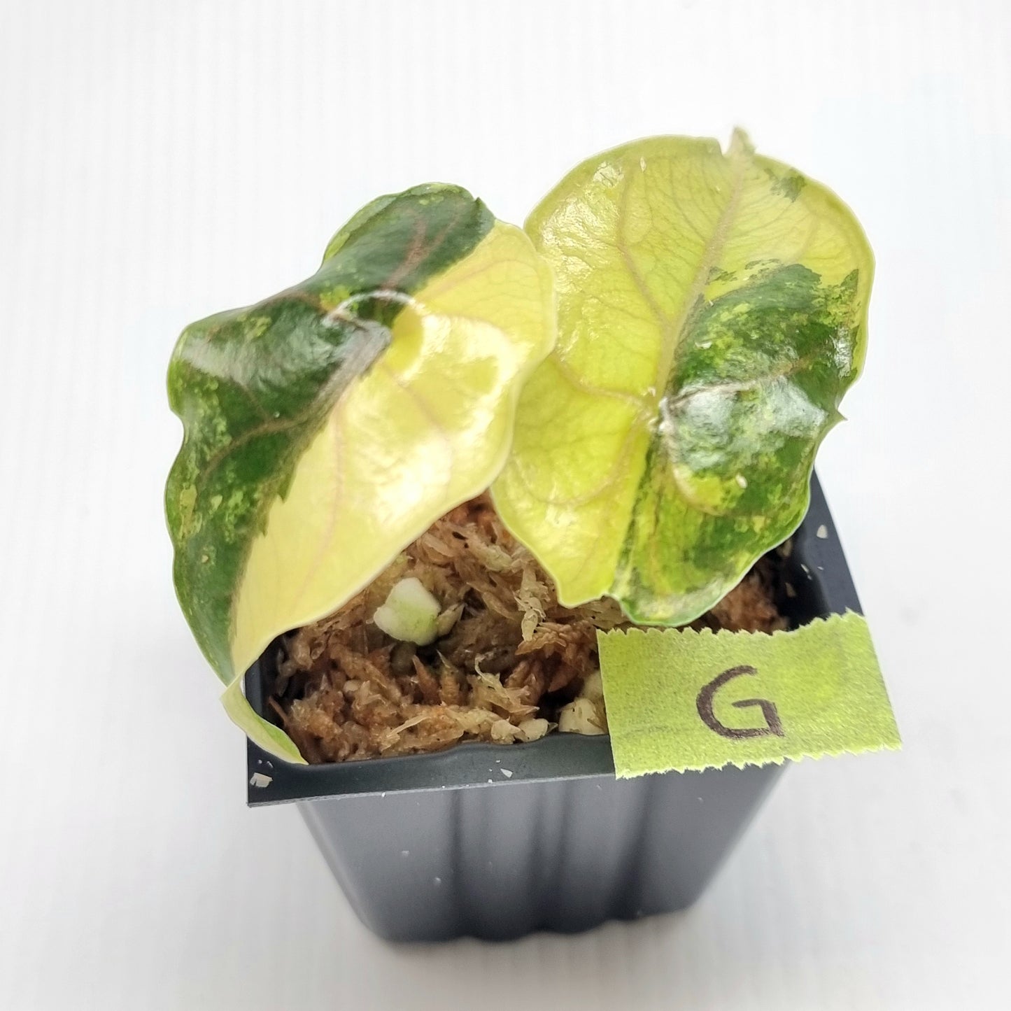 Alocasia azlanii Aurea Variegated