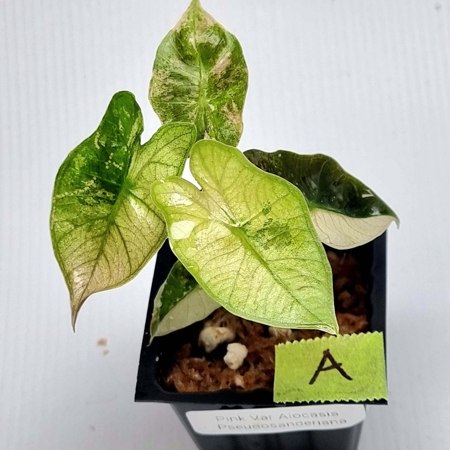 Alocasia pseudosanderiana Pink Variegated