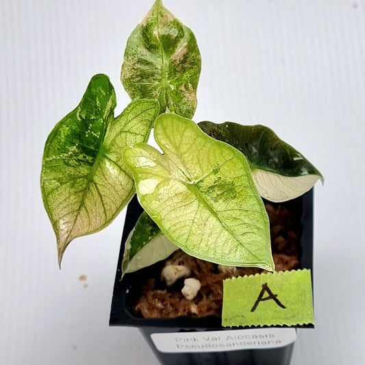 Alocasia pseudosanderiana Pink Variegated