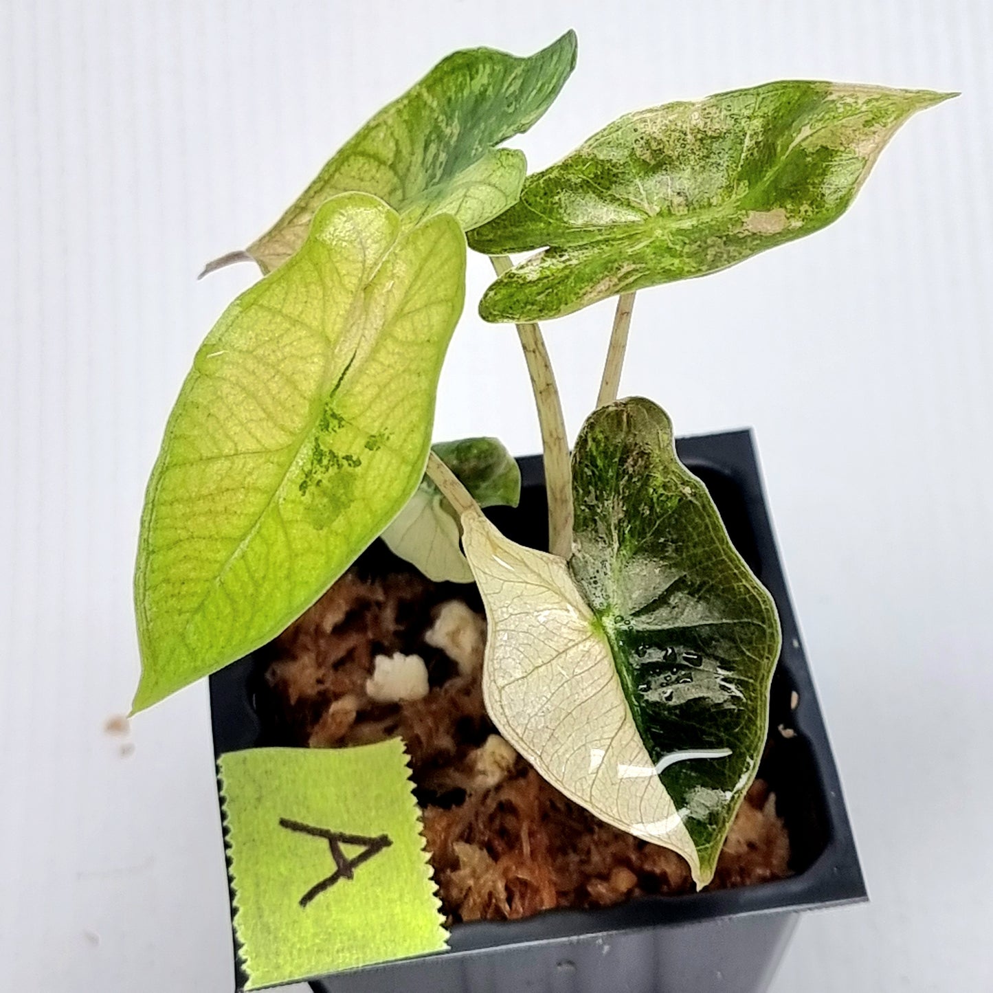 Alocasia pseudosanderiana Pink Variegated