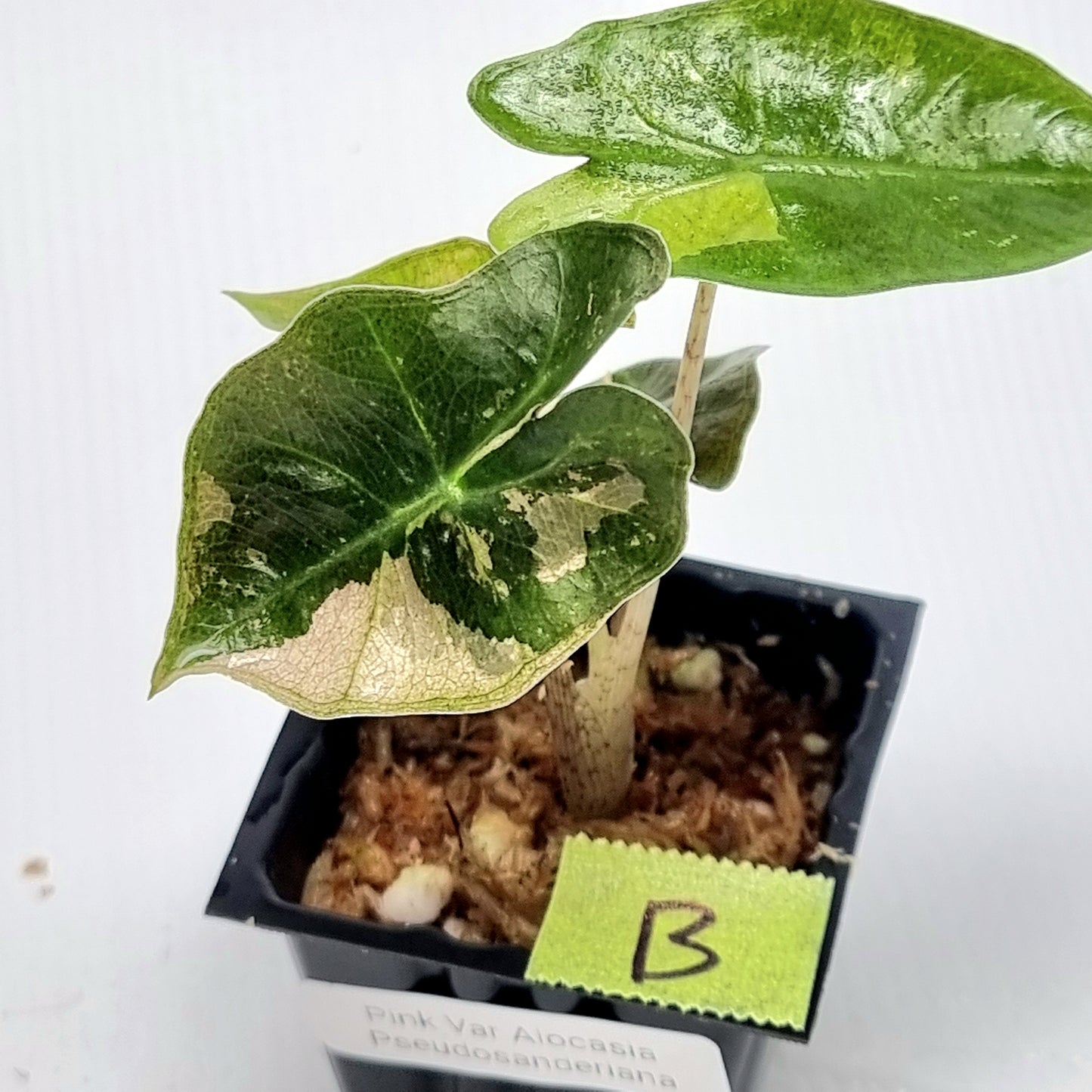 Alocasia pseudosanderiana Pink Variegated