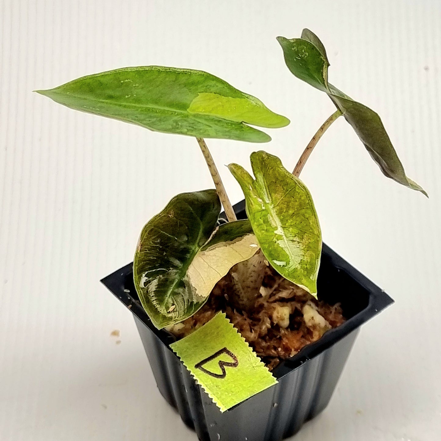 Alocasia pseudosanderiana Pink Variegated