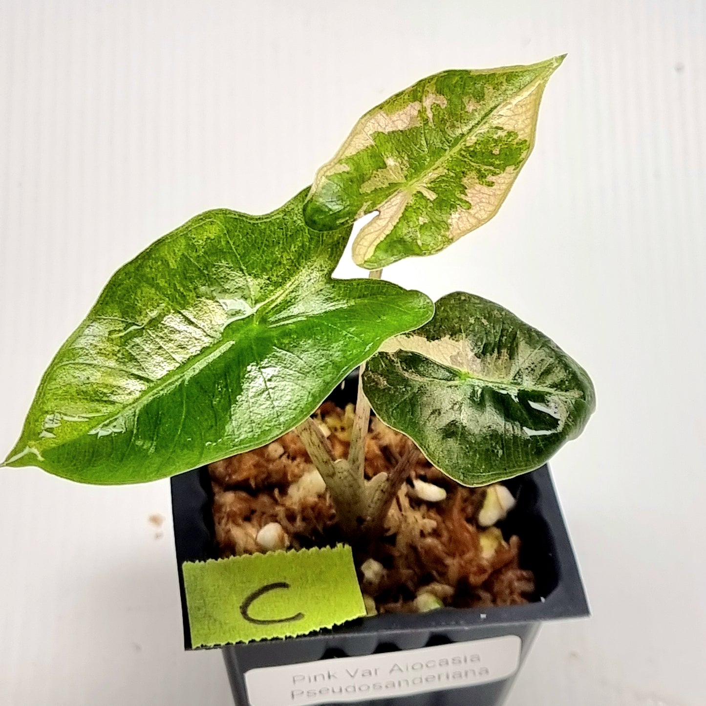 Alocasia pseudosanderiana Pink Variegated