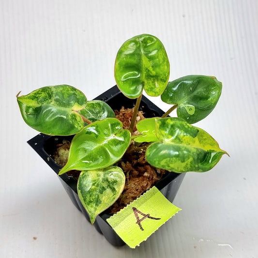 Philodendron billietiae Variegated