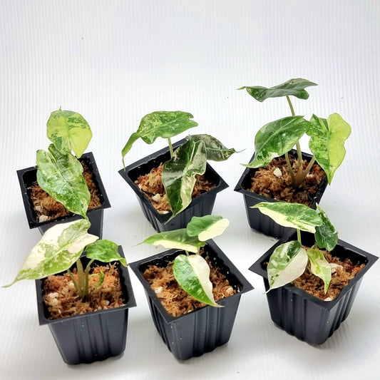 Alocasia Amazonica Polly Pink Variegated