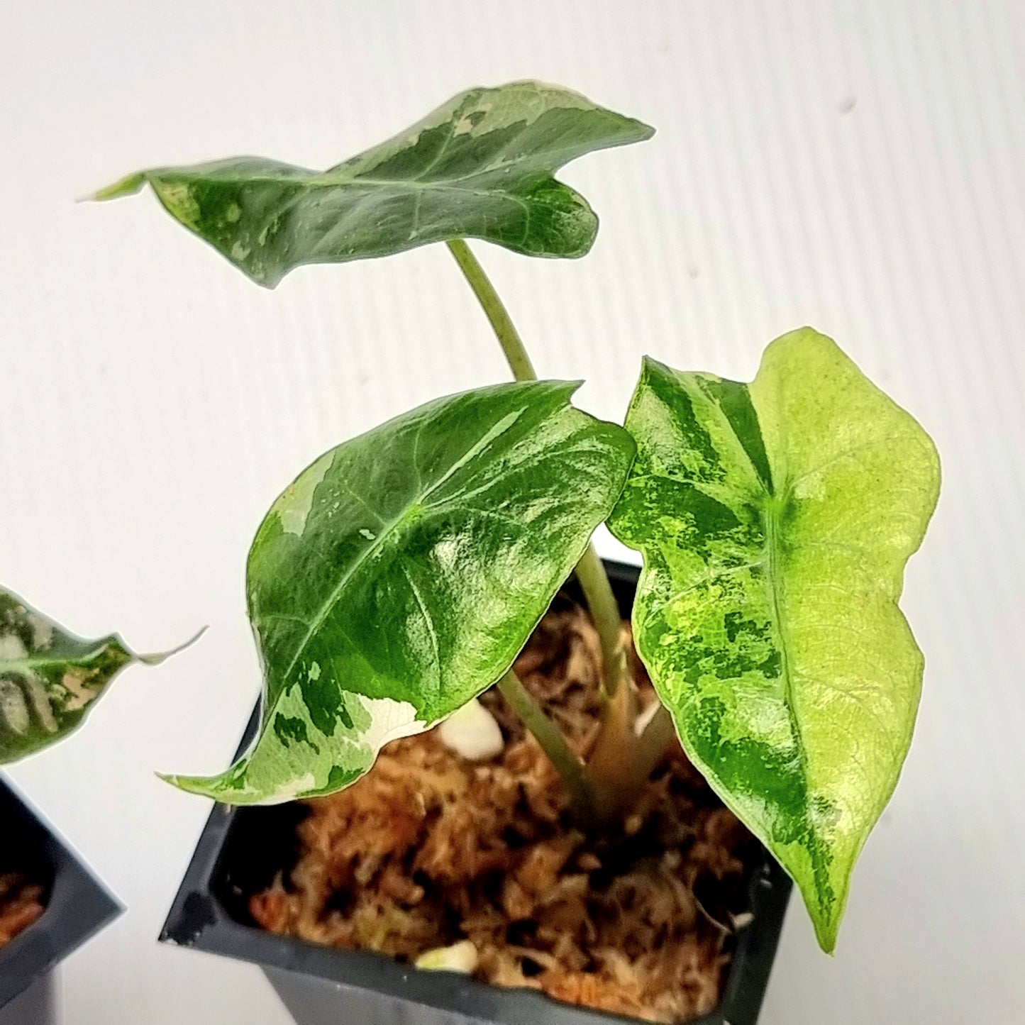 Alocasia Amazonica Polly Pink Variegated