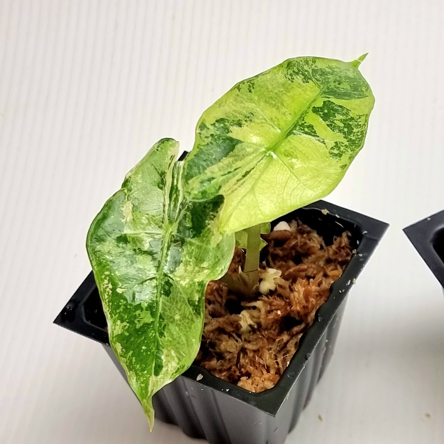 Alocasia Amazonica Polly Pink Variegated