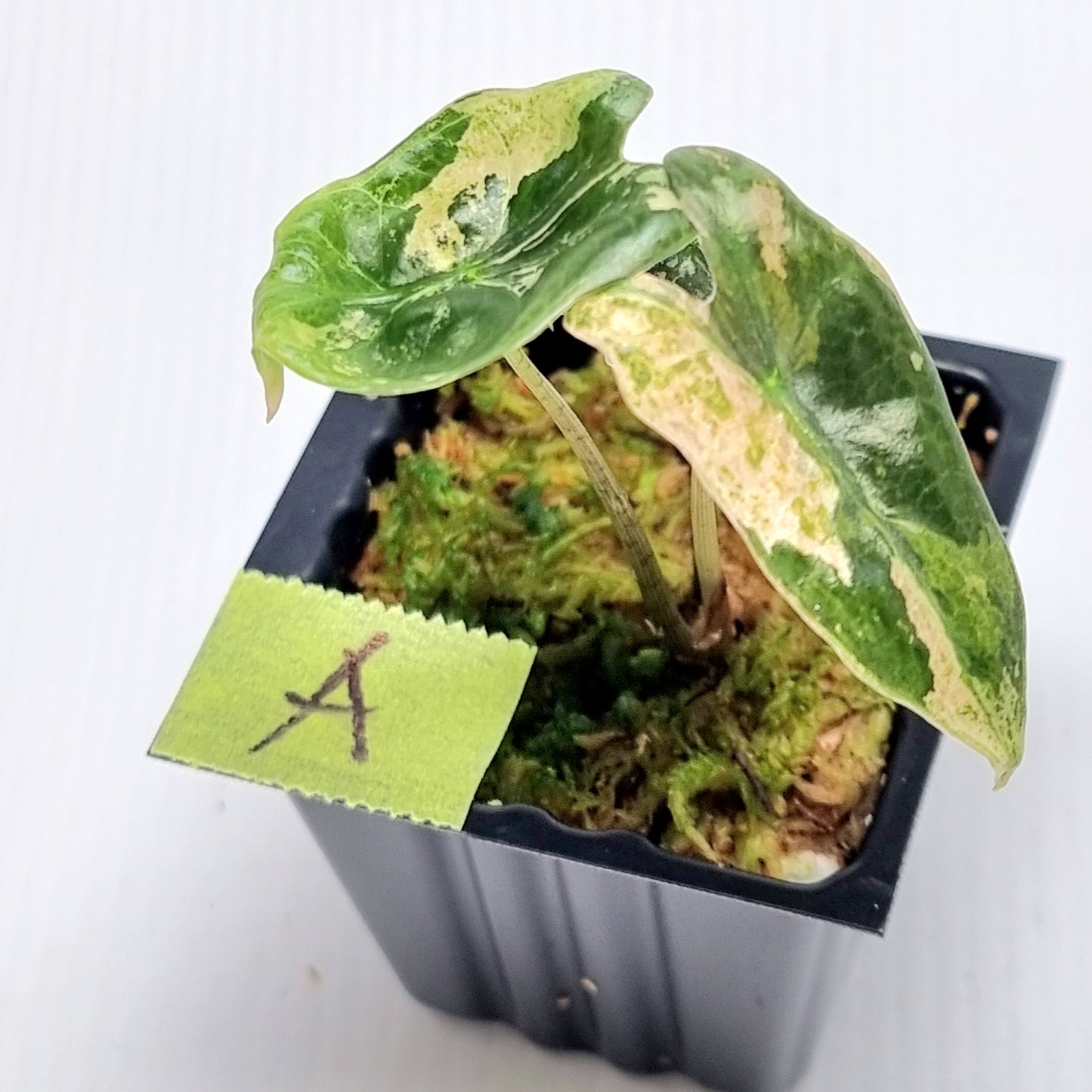 Alocasia sanderiana "Nobilis" Pink Variegated