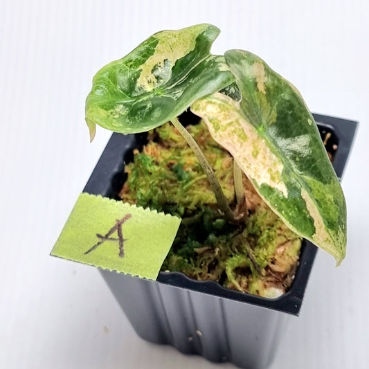 Alocasia sanderiana "Nobilis" Pink Variegated