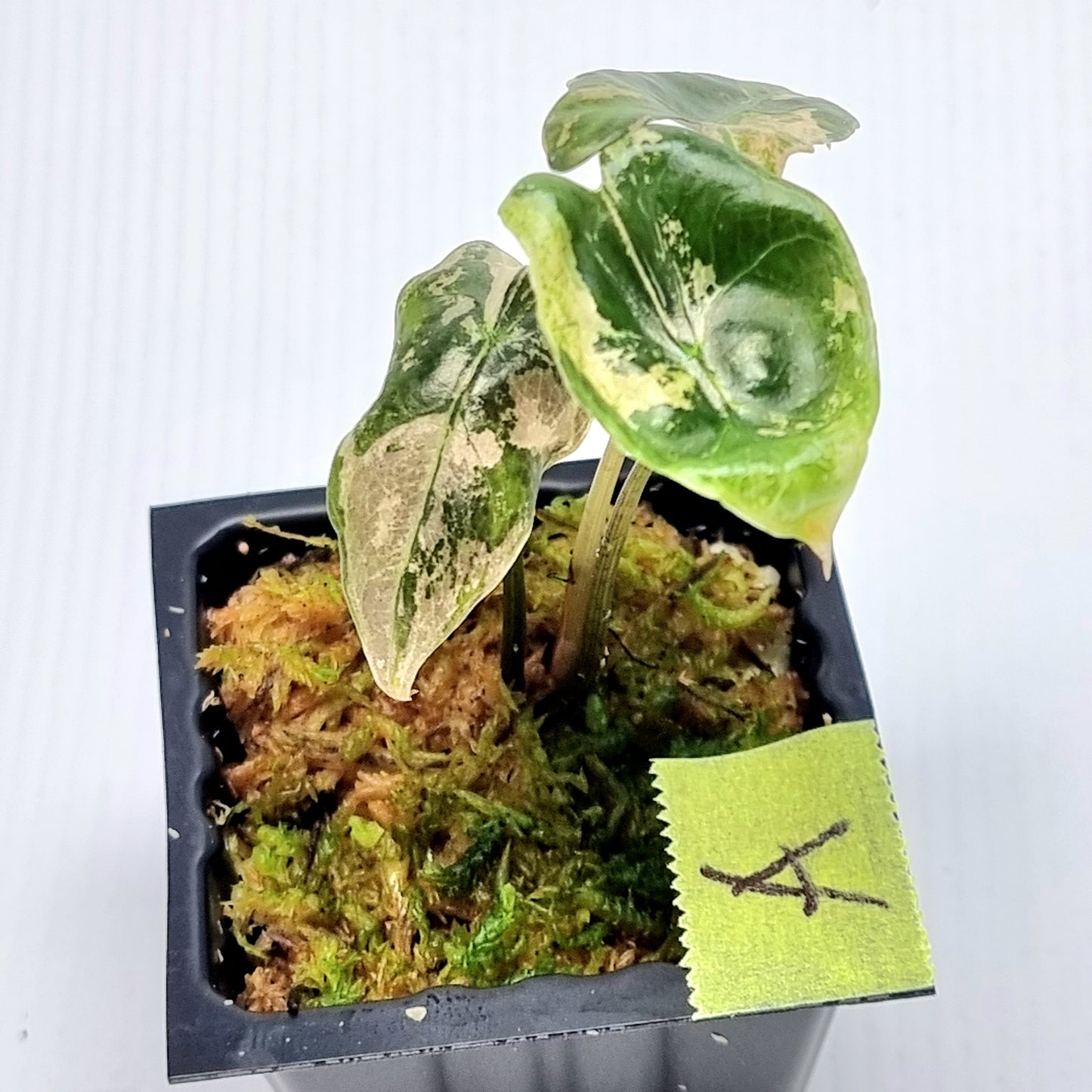 Alocasia sanderiana "Nobilis" Pink Variegated