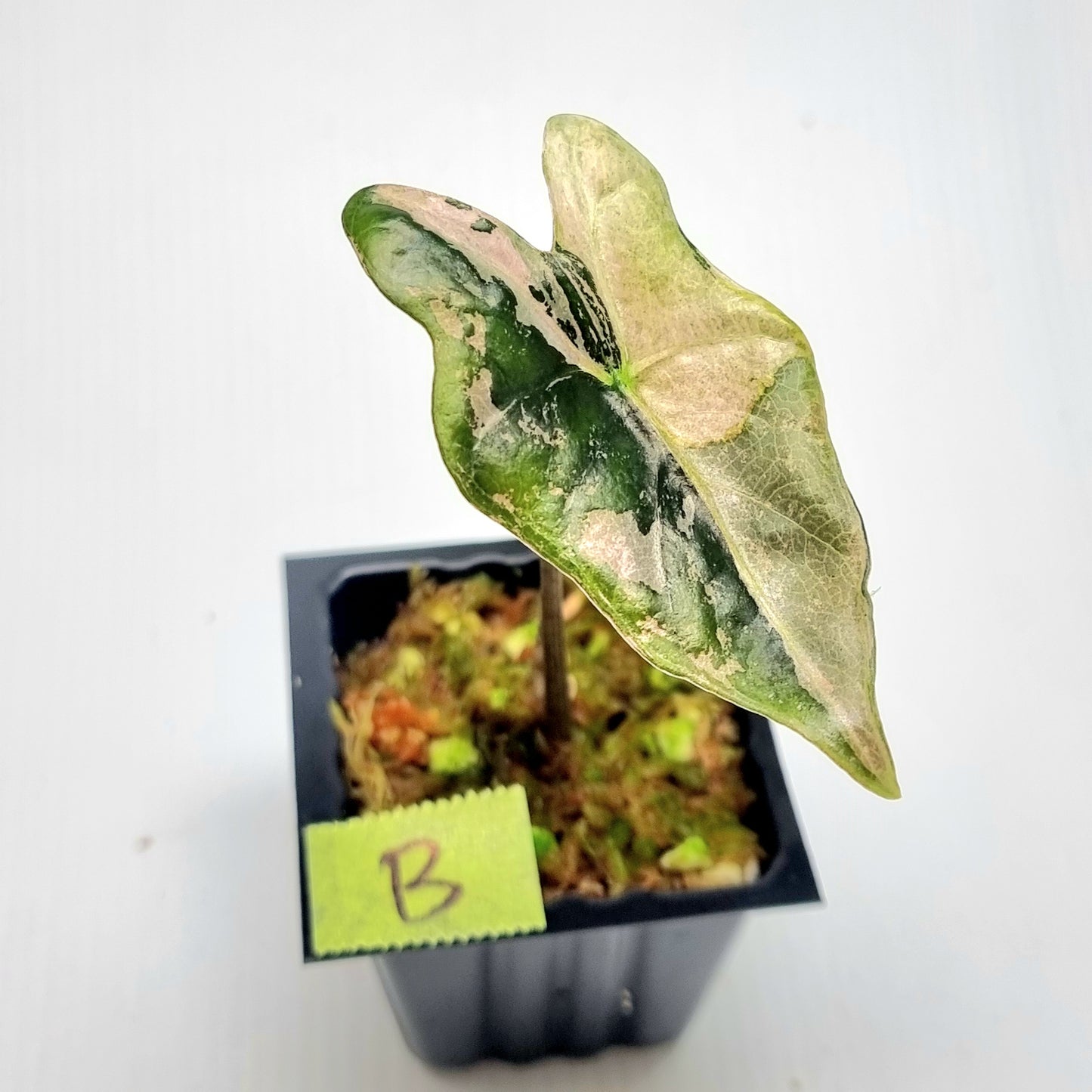 Alocasia sanderiana "Nobilis" Pink Variegated