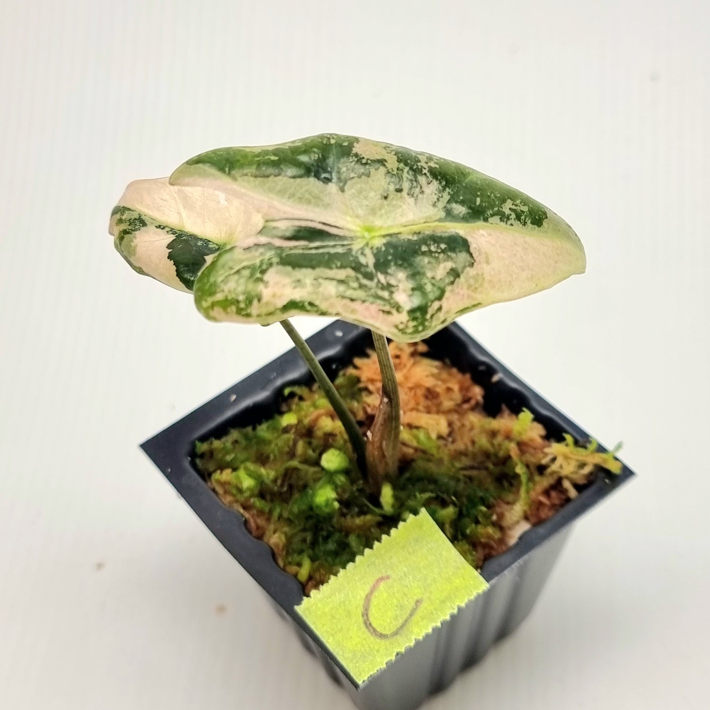 Alocasia sanderiana "Nobilis" Pink Variegated