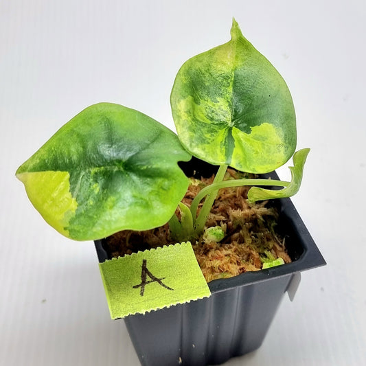 Alocasia Nebula Aurea Variegated