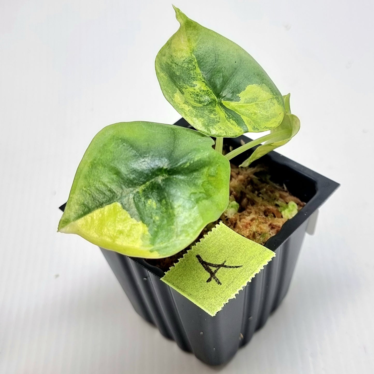 Alocasia Nebula Aurea Variegated