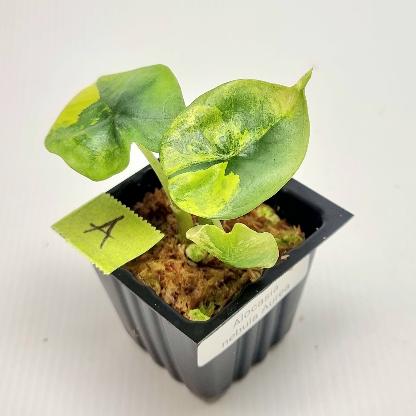 Alocasia Nebula Aurea Variegated