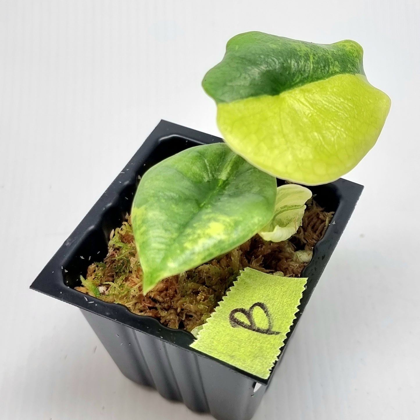 Alocasia Nebula Aurea Variegated