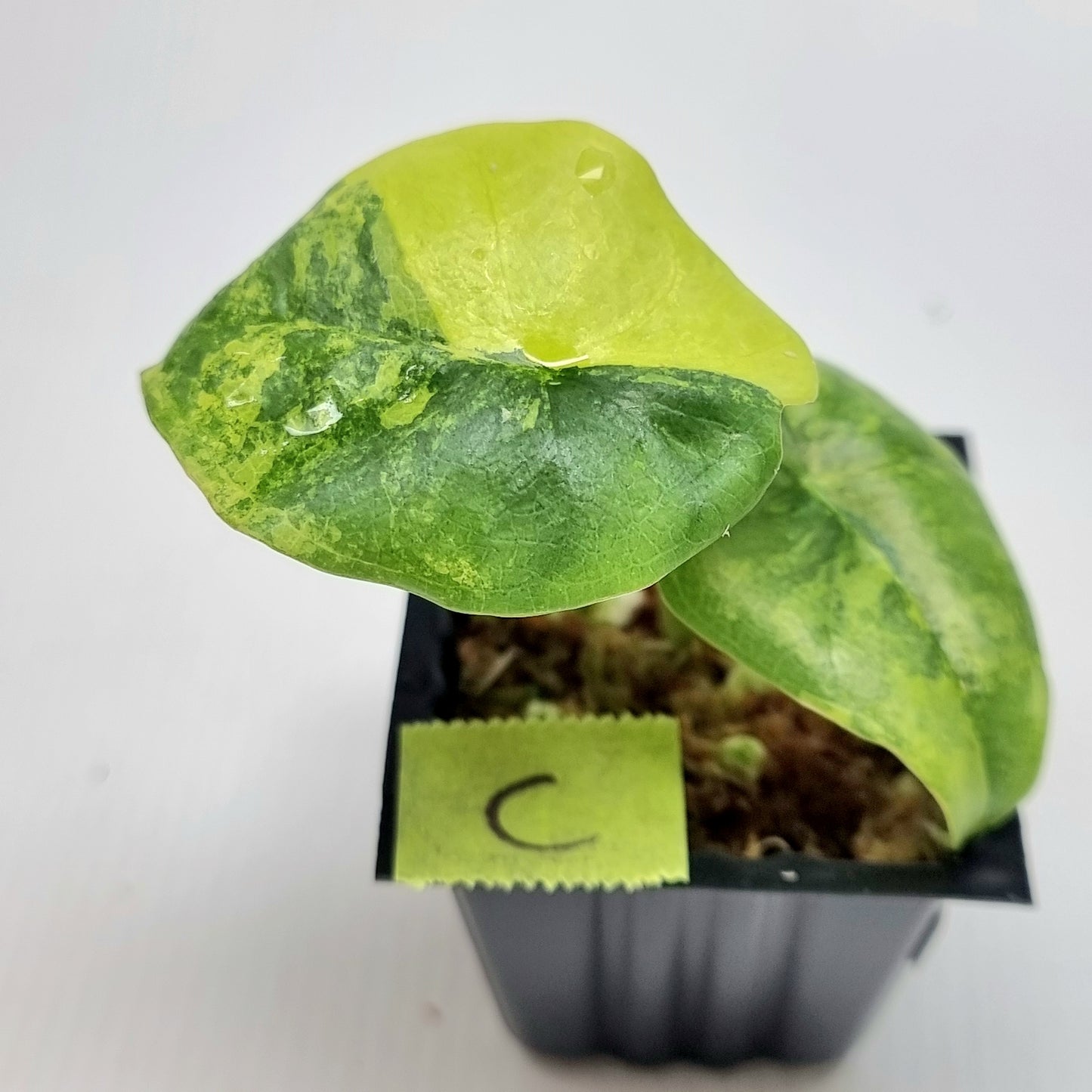 Alocasia Nebula Aurea Variegated