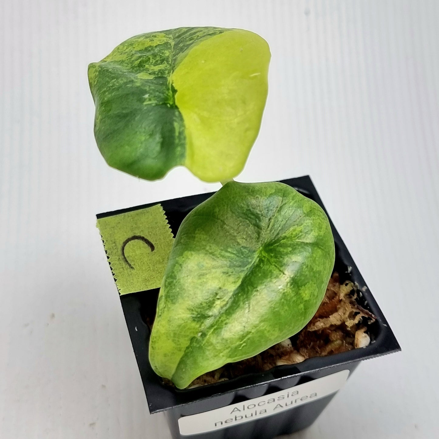 Alocasia Nebula Aurea Variegated