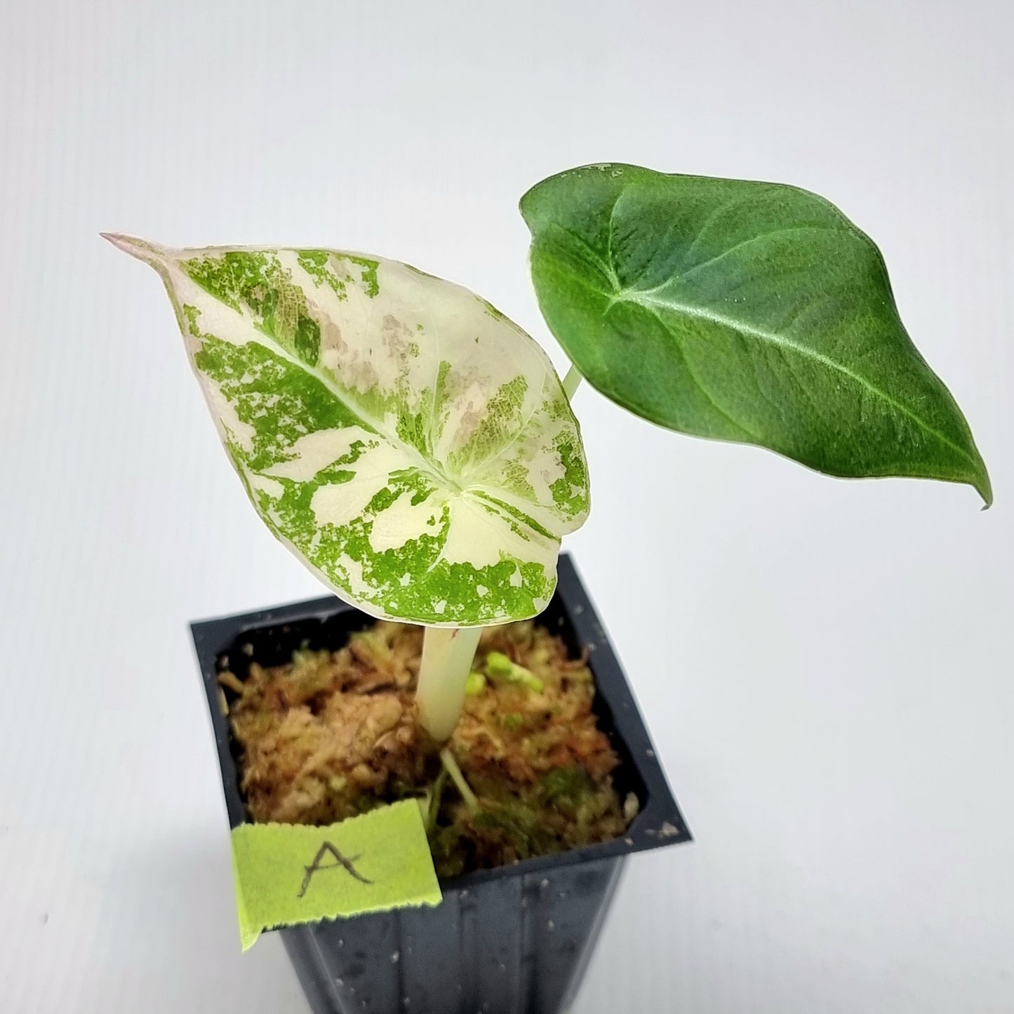 Alocasia black velvet Pink Variegated