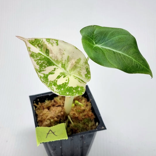 Alocasia black velvet Pink Variegated