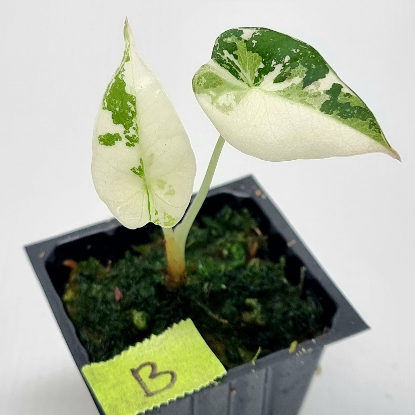 Alocasia black velvet Pink Variegated