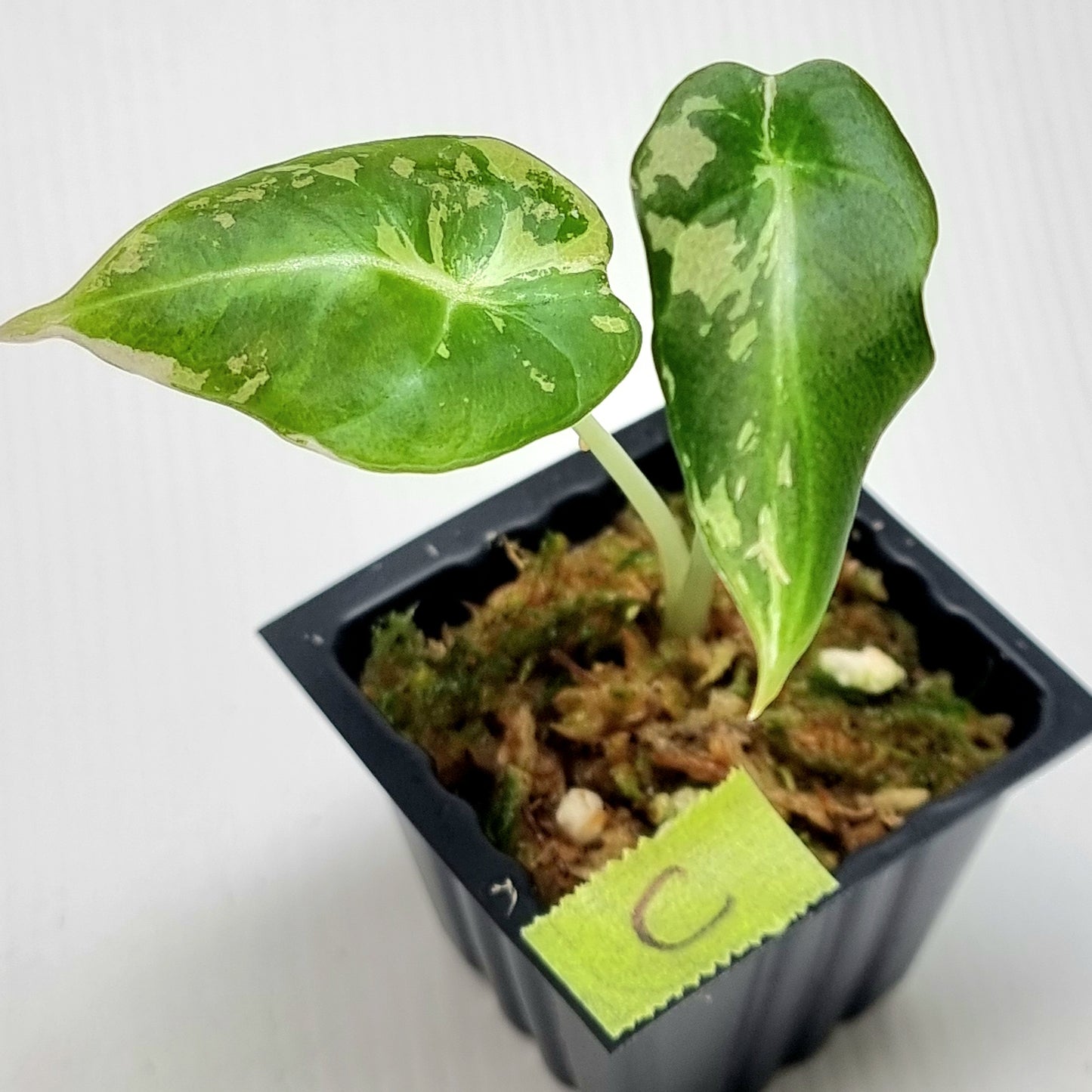 Alocasia black velvet Pink Variegated