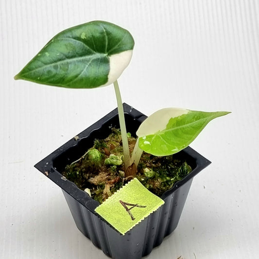 Alocasia Maharani Albo Variegated