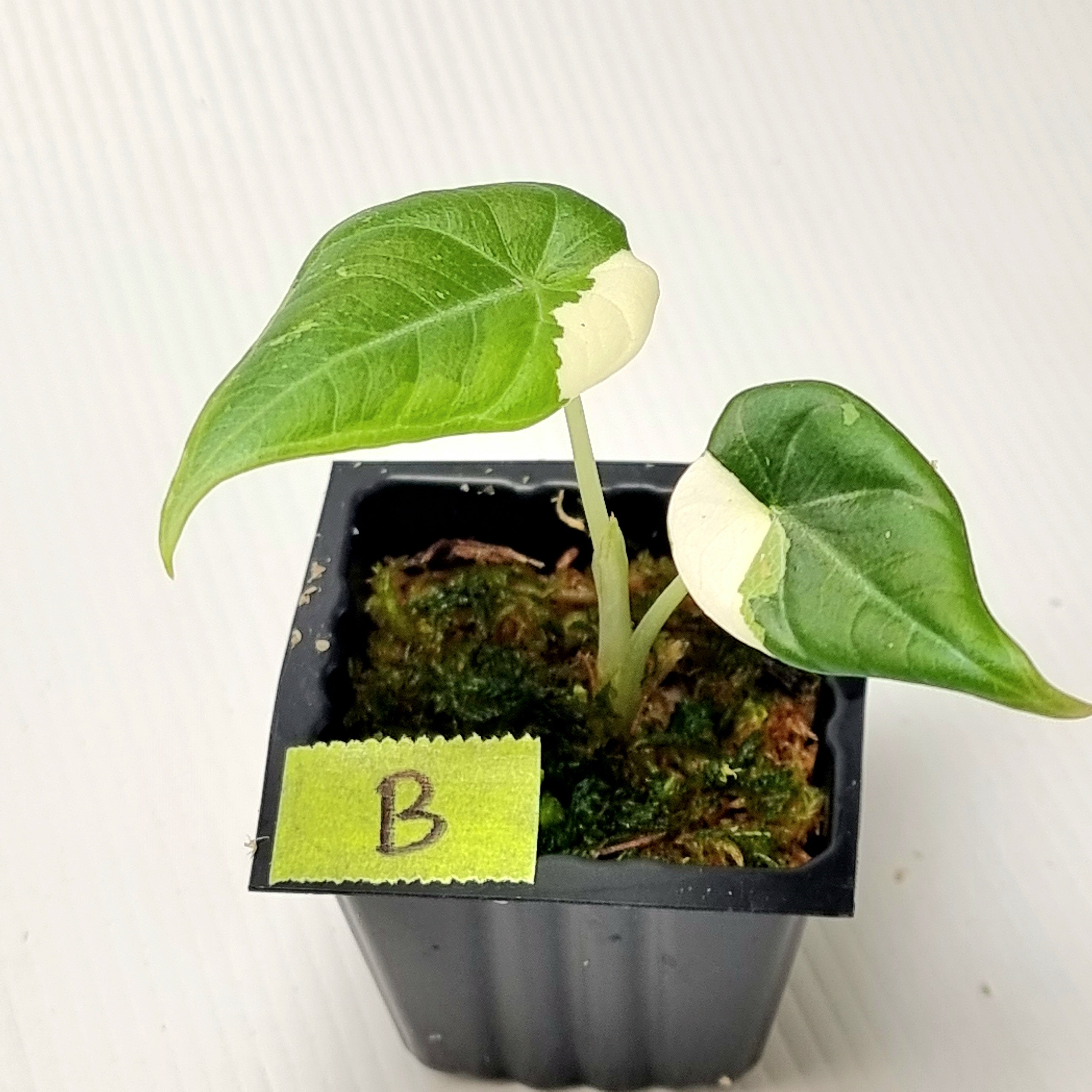 Alocasia Maharani Albo Variegated – Flora Magnifica Australia