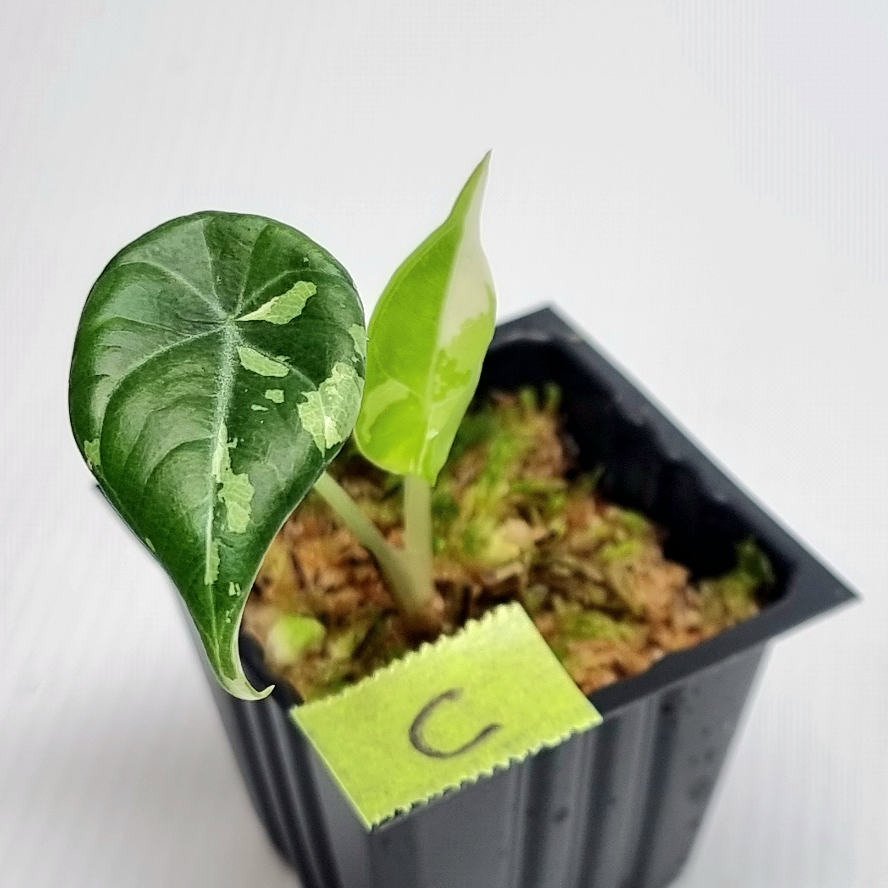 Alocasia Maharani Albo Variegated – Flora Magnifica Australia