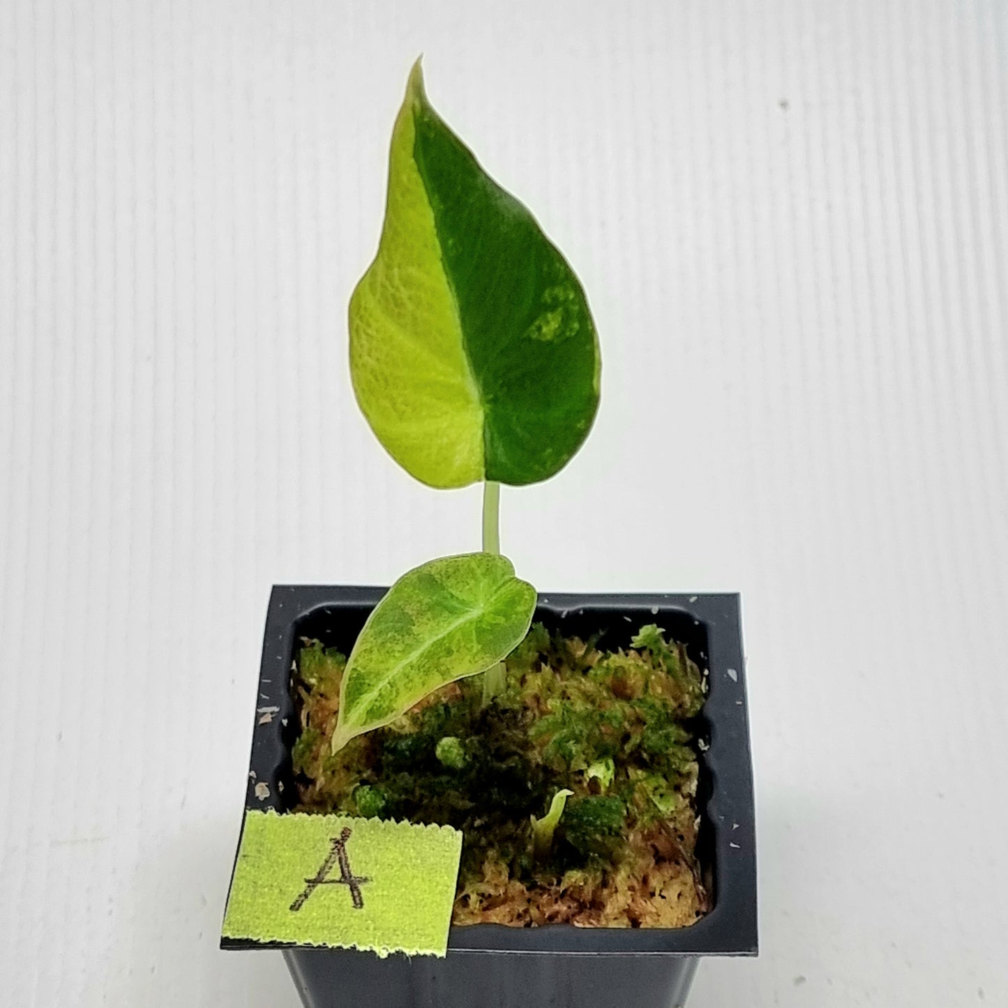 Alocasia Black Velvet Gold Variegated